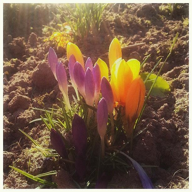 Spring Photograph - #translucency... #flowers #floral by Linandara Linandara
