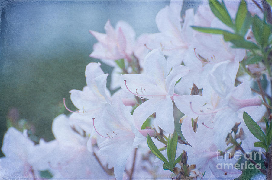 Translucent Blossoms Photograph by Bianca Nadeau