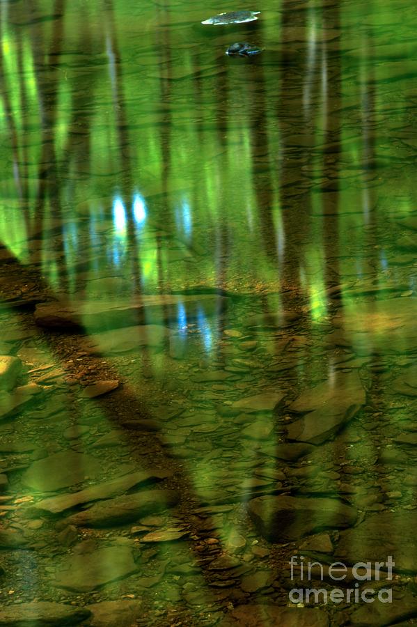 Translucent Forest Reflections Photograph by Adam Jewell