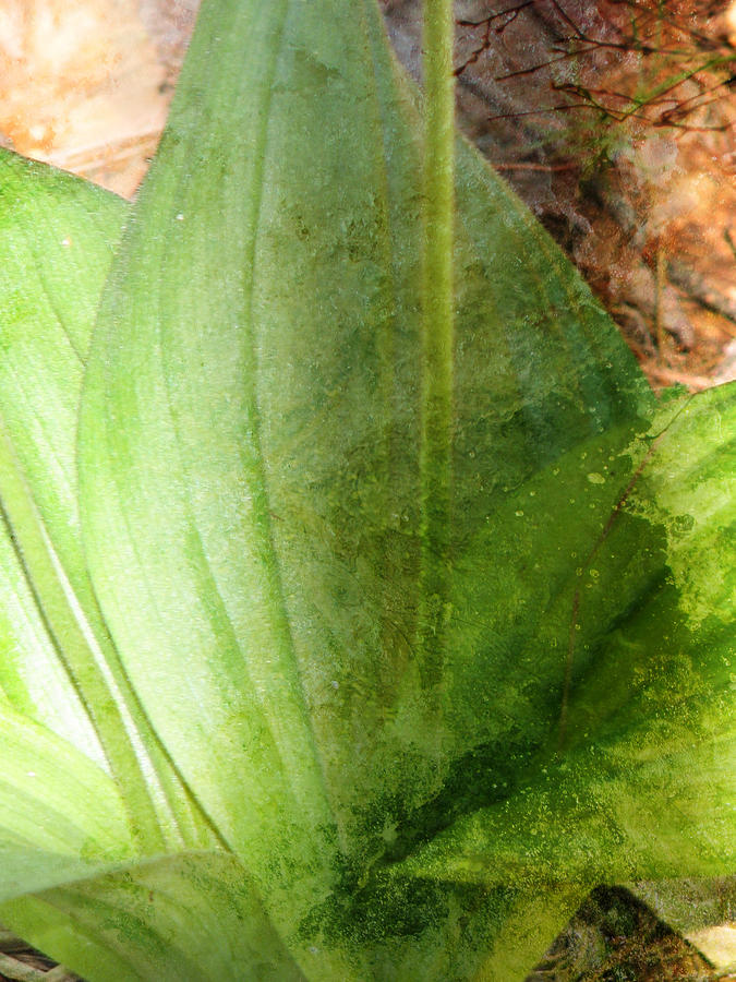 Translucent Leaves Photograph by Marie Jamieson