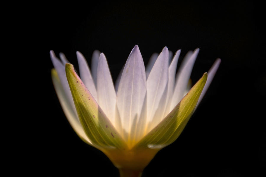 Translucent Lily Photograph by Leda Robertson