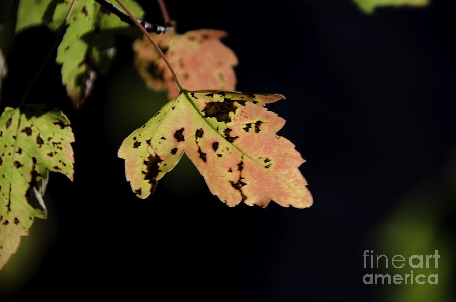 Translucent Maple Leaf Photograph