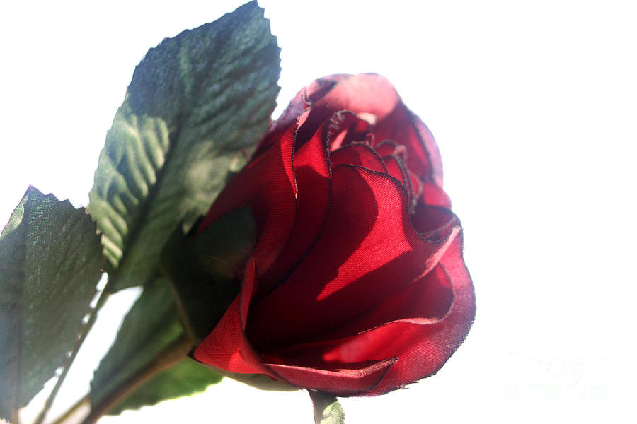 Translucent Rose Photograph by Susan Stevenson