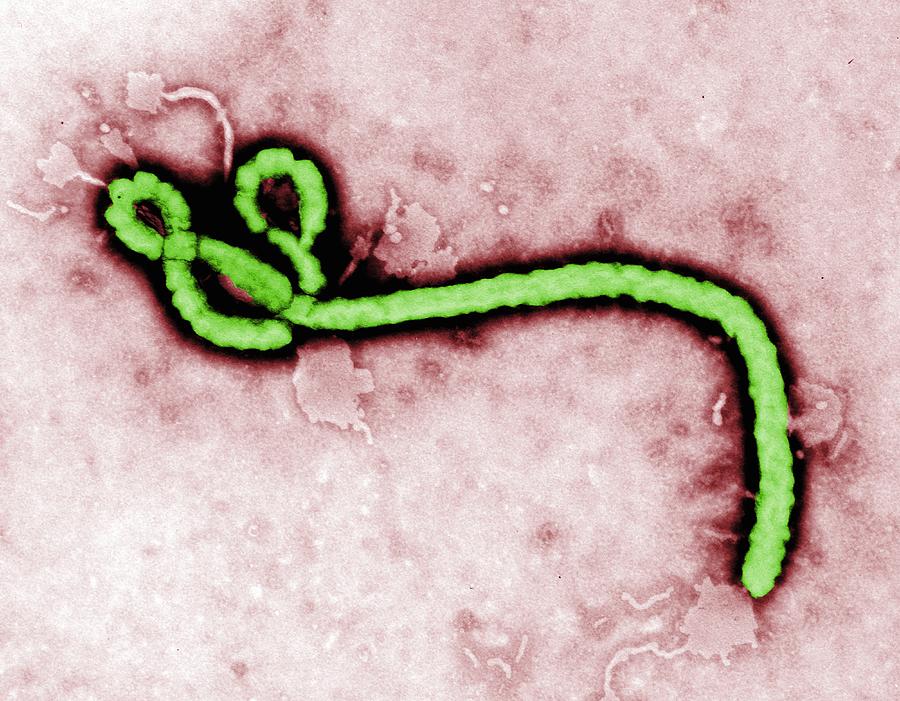Transmission electron micrograph (TEM) of an Ebola virus virion Photograph by Callista Images