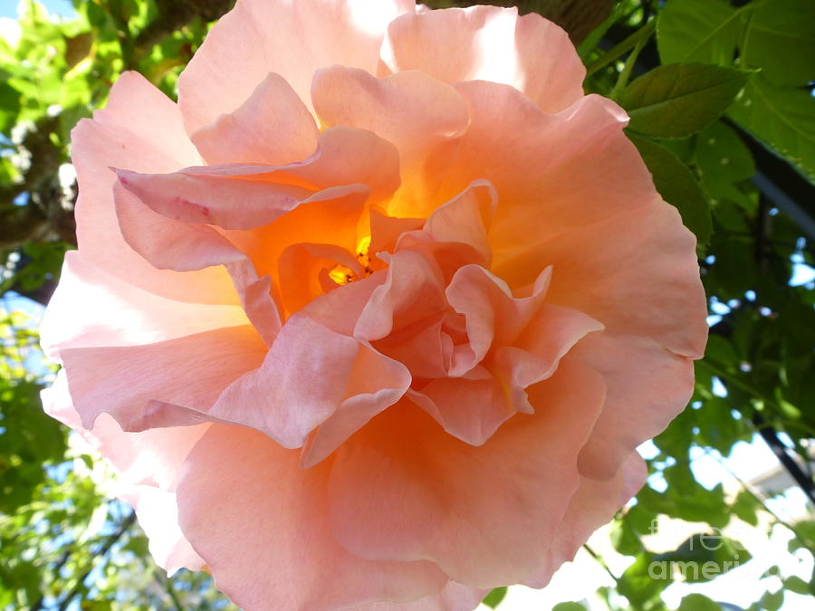 Transparent Beauty Photograph by Anat Gerards Transparent Beauty Photograph by Anat Gerards