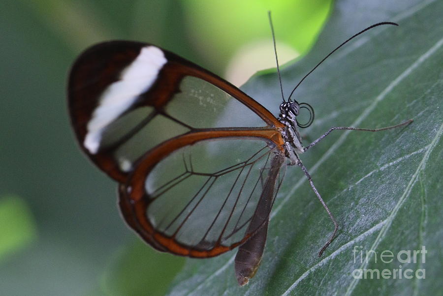 Transparent Butterfly Photograph by Amanda Mohler