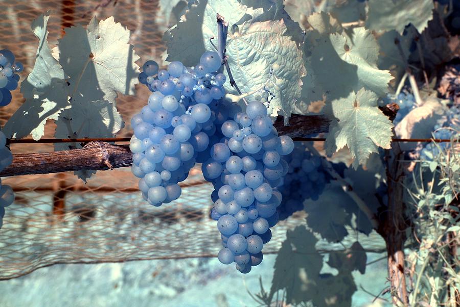 Transparent Grapes Photograph by Rebecca Parker