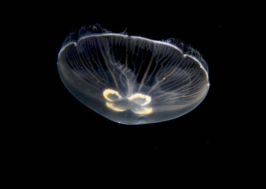 Transparent Jellyfish Digital Art by Sharon Batdorf