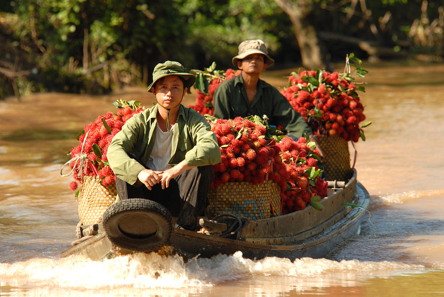 Transportation of rambutan Photograph by Dung Ma