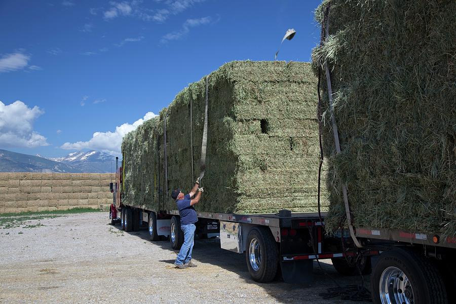 Transporting Bales Of Hay Photograph by Jim West