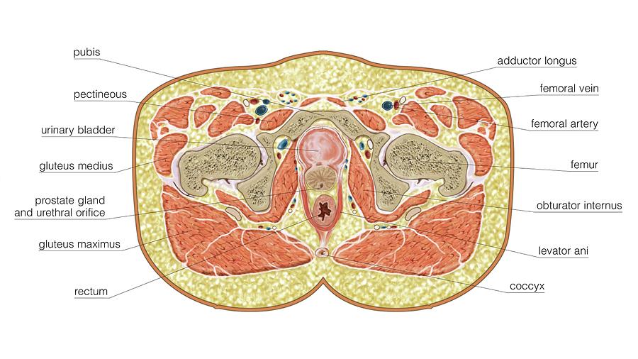 Transverse Section At Hemipelvis Level Photograph By Asklepios Medical