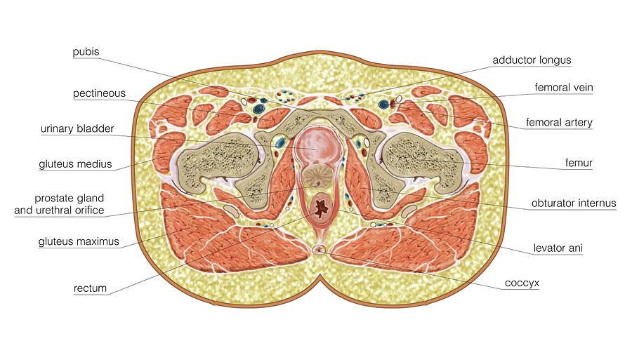 Transverse Section At Hemipelvis Level Photograph by Asklepios Medical ...