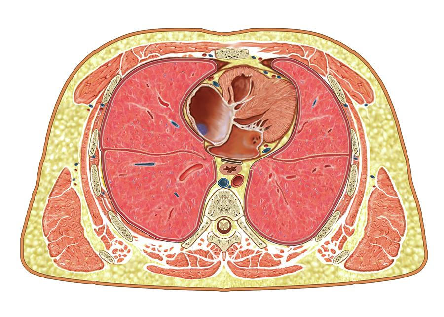 transverse-section-at-infrapectoral-level-photograph-by-asklepios