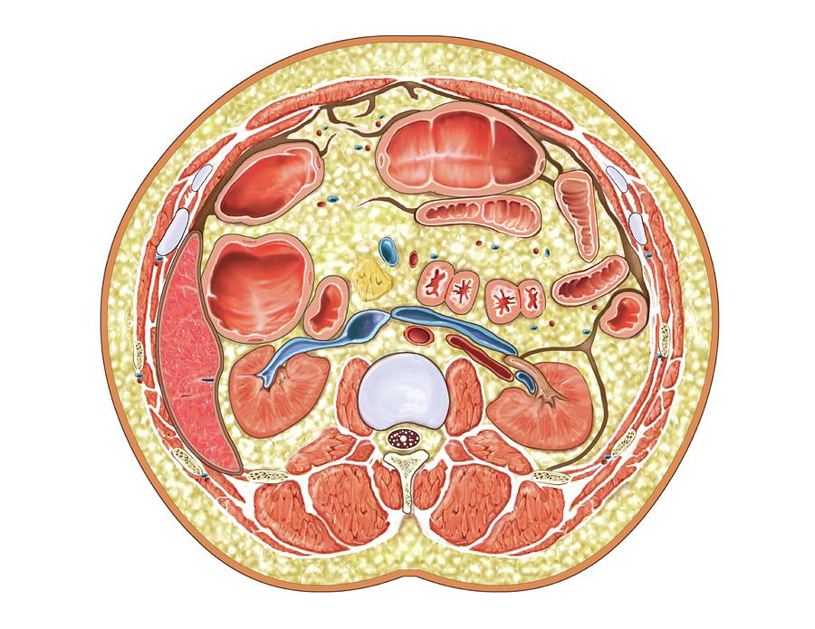 Transverse Section At Upper Body Photograph by Asklepios Medical Atlas