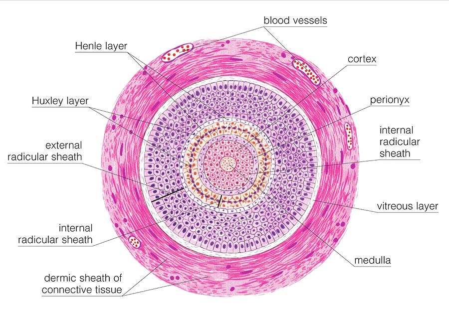 Transverse Section Of Hair Follicle Photograph By Asklepios Medical