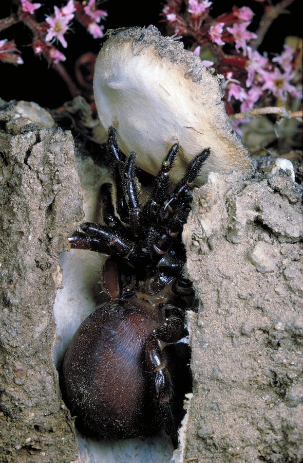 Trap-door Spider Photograph by Paul Zahl