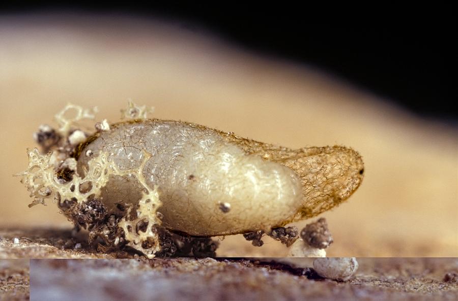 Trap-jaw ant cocoon Photograph by Science Photo Library - Fine Art America