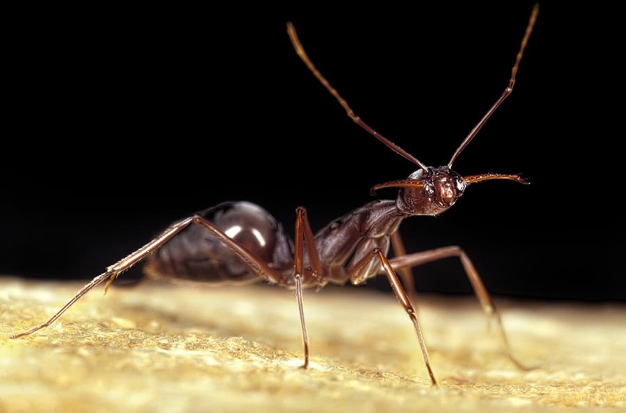 Jaws Photograph - Trap-jaw ant by Science Photo Library
