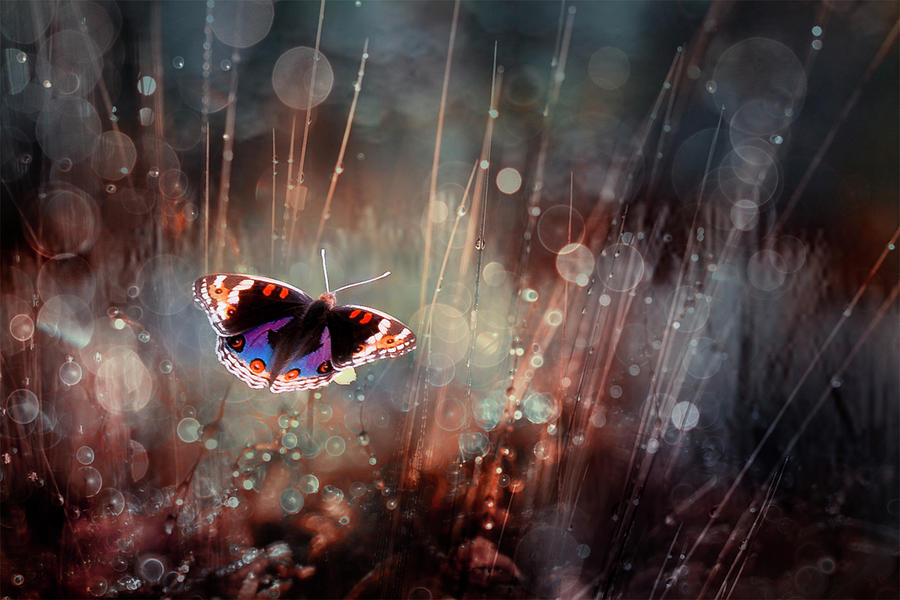 Butterfly Photograph - Traped by Rooswandy Juniawan