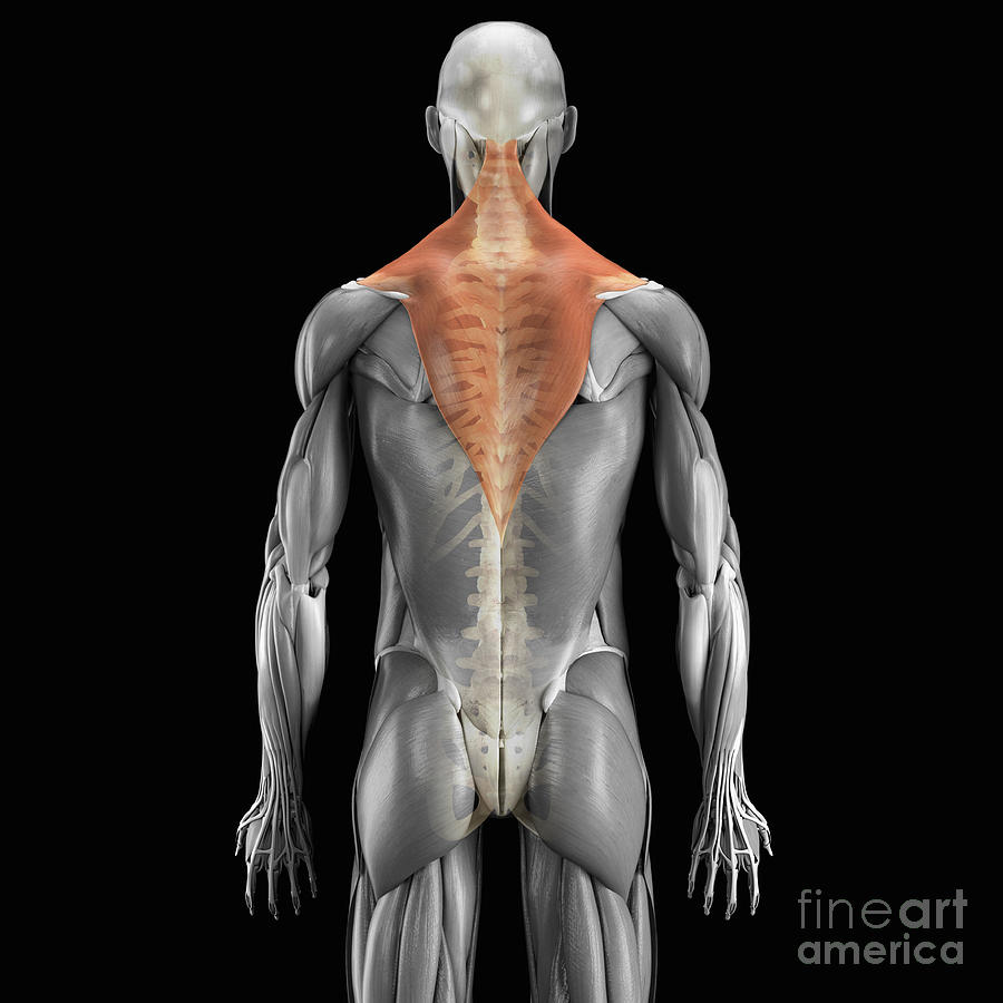 Skeleton Photograph - Trapezius Muscle With Skeleton by Science Picture Co