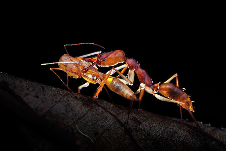 Trapjaw Ant Carrying Larva Photograph by Melvyn Yeo
