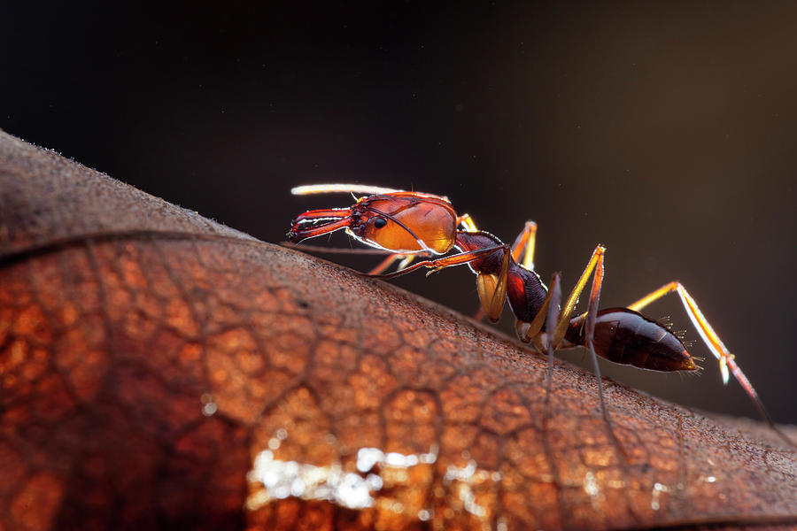 Trapjaw Ant Photograph by Melvyn Yeo