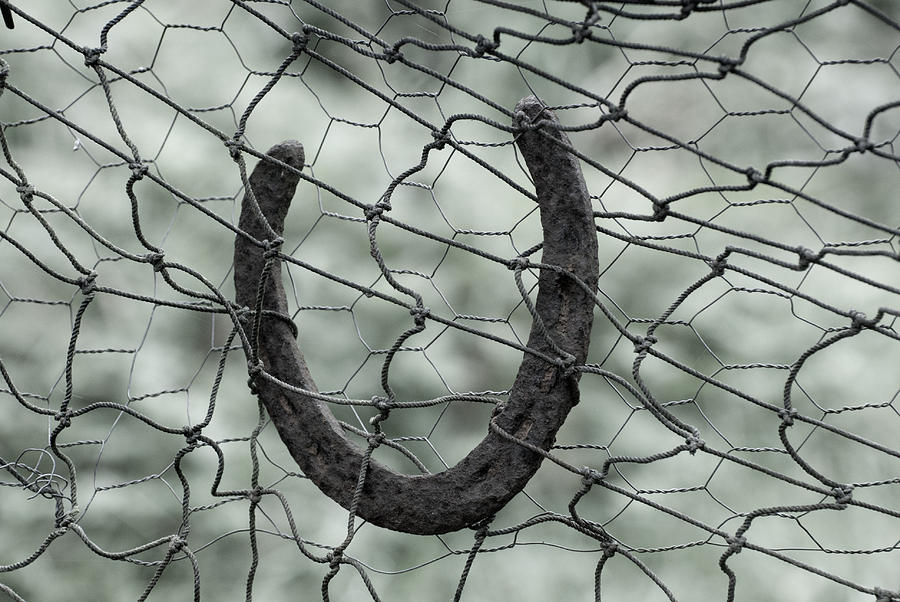 Trapped Horseshoe Photograph by Kathy Paynter