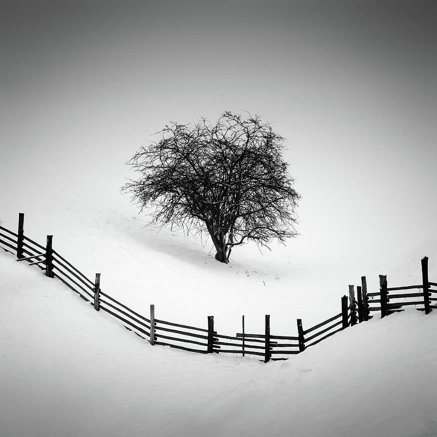 Tree Photograph - Trapped by Martin Rak