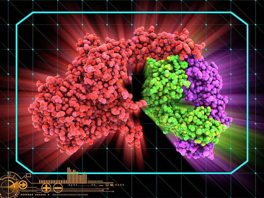 Trastuzumab Drug Molecule Photograph by Laguna Design/science Photo Library