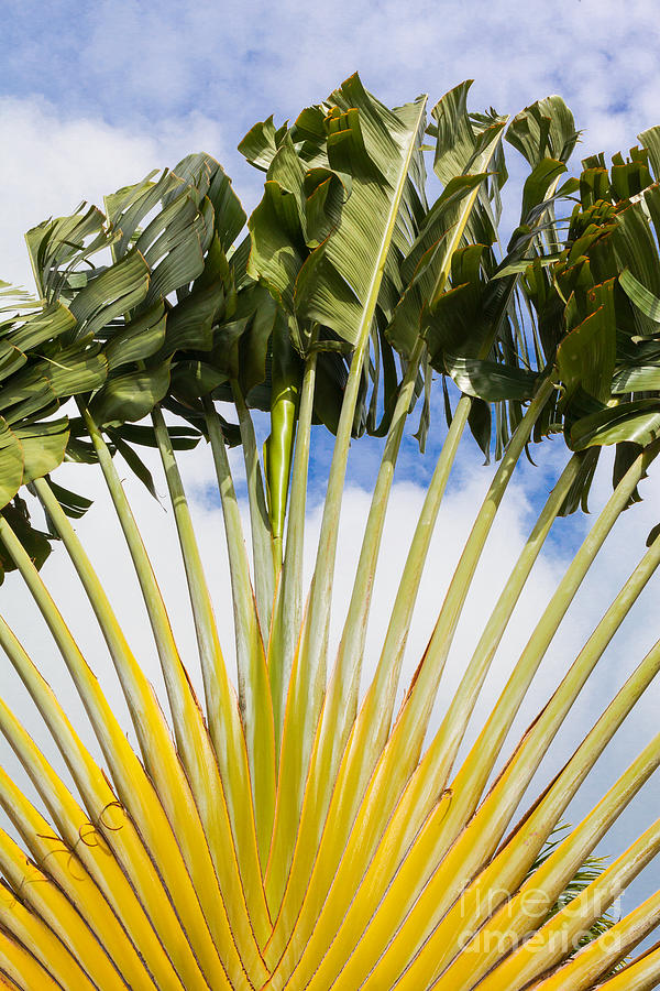 Travelers Palm Photograph by Diane Macdonald