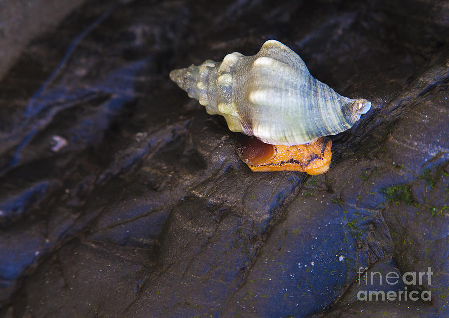 Beach Photograph - Traveling at a snails pace by David Millenheft