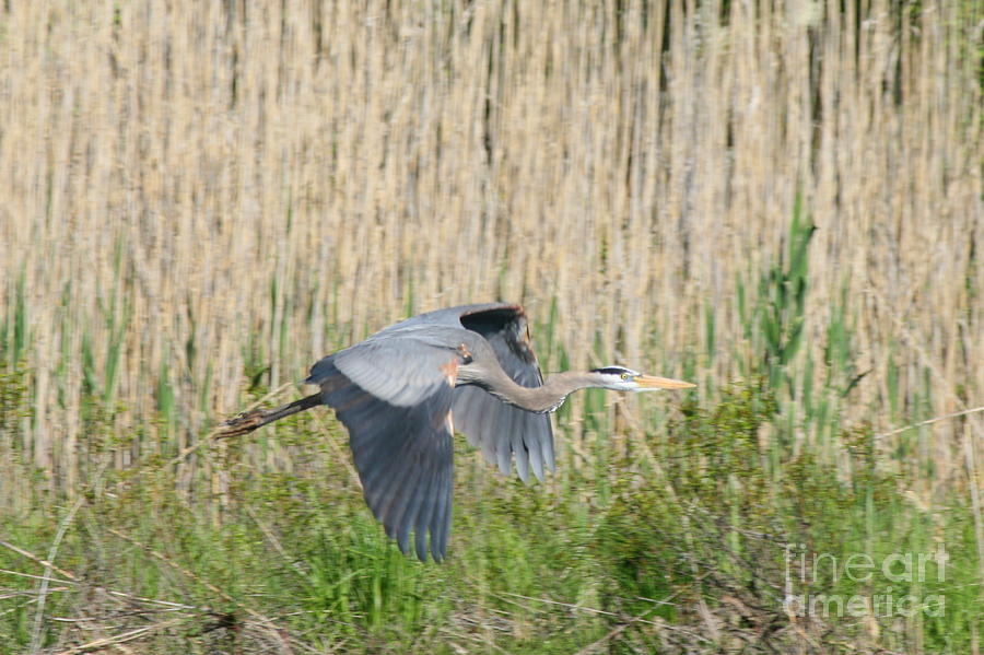 Traveling Blue Heron   Photograph by Neal Eslinger