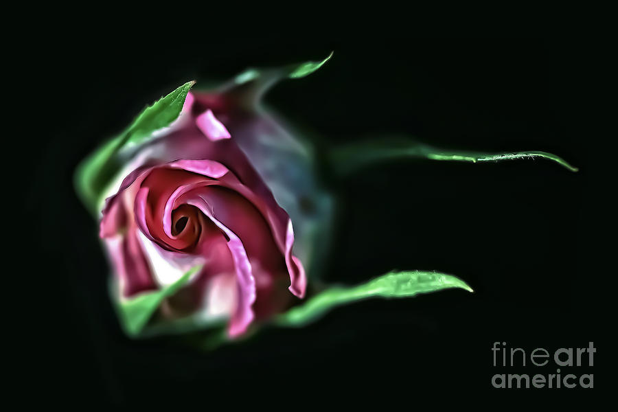 Traveling Pink Rose Bud Photograph by Walt Foegelle
