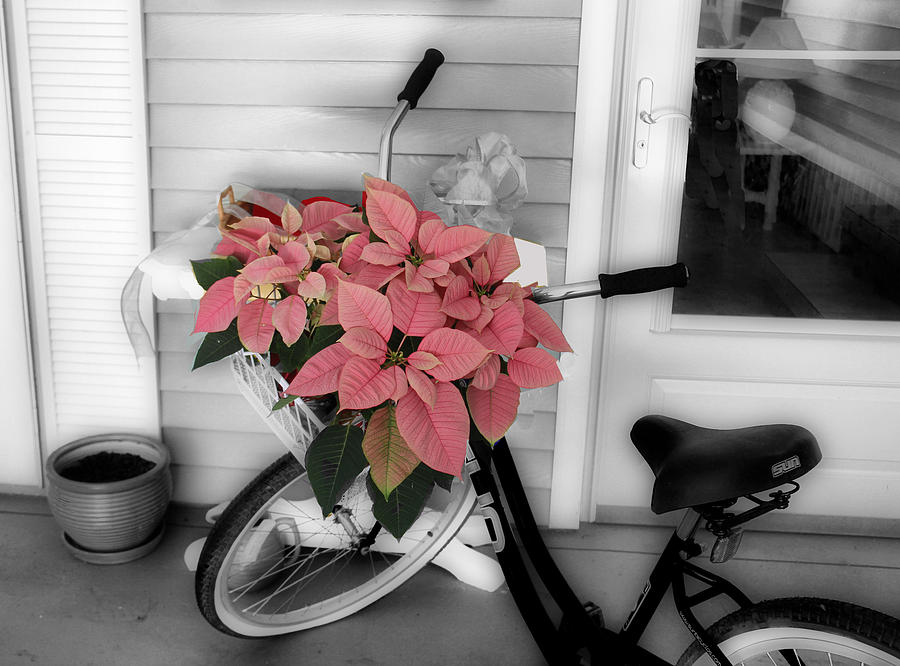 Traveling Poinsettia Photograph by Rosemary Aubut