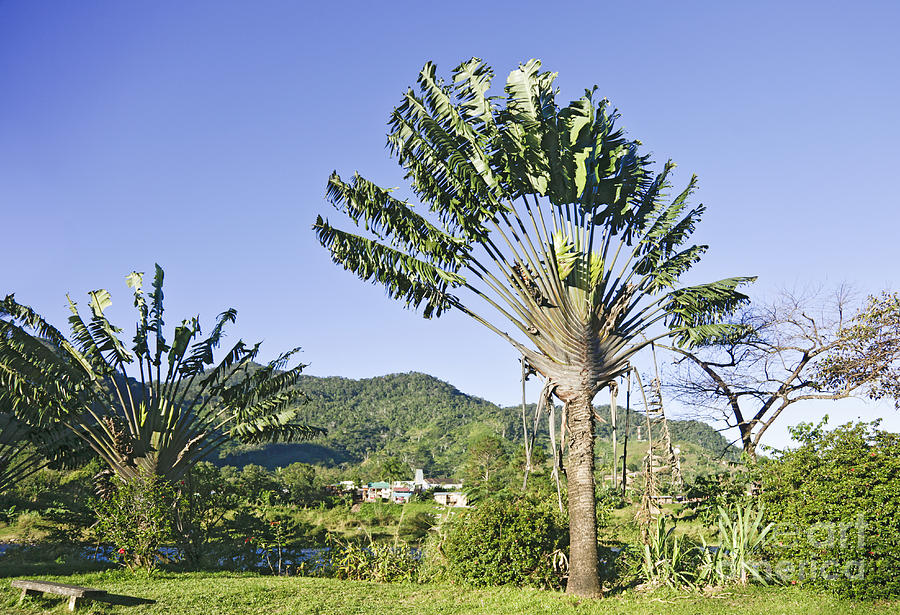 Travellers Palm Ravenala Madagascariensis Photograph by Liz Leyden