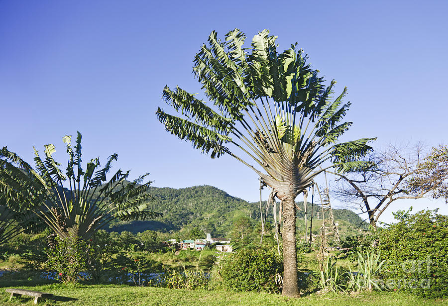 Ravenala madagascariensis, Travellers Palm