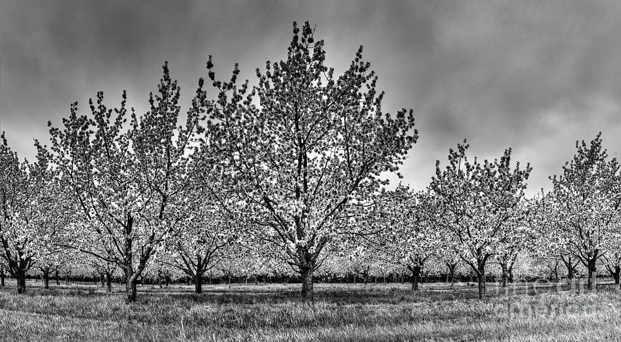 Tree Photograph - Traverse City Cherry Blossoms by Twenty Two North Photography