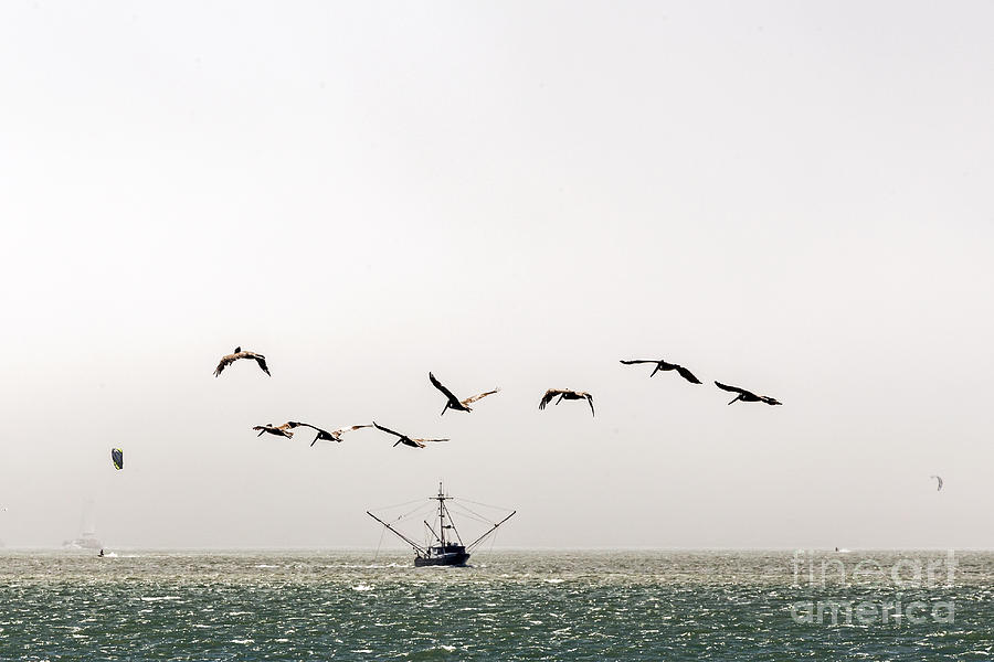 Trawler and Pelicans Photograph by Kate Brown