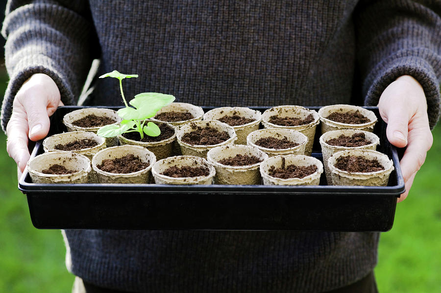 Tray Of Geraniums In Pots Photograph by Gustoimages/science Photo ...