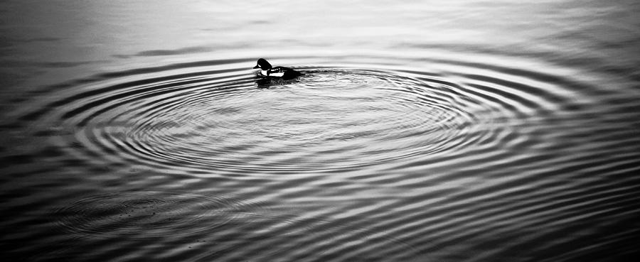 Treading Water III Photograph by Ronda Broatch