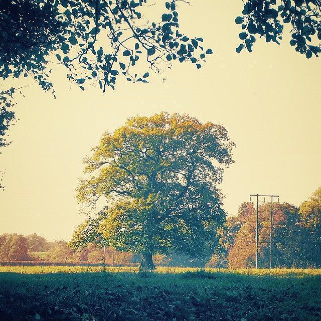 Fall Photograph - #tree ... #oak  #autumn  #countryside by Linandara Linandara