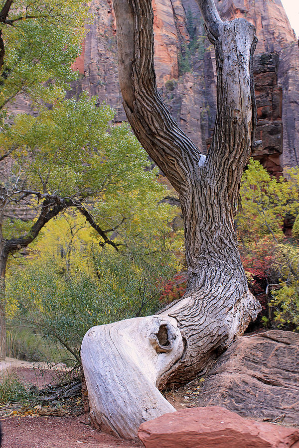 Tree @ Zion National Park Photograph by Susan Jensen
