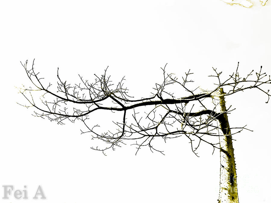 Nature Photograph - Tree 1 by Fei A