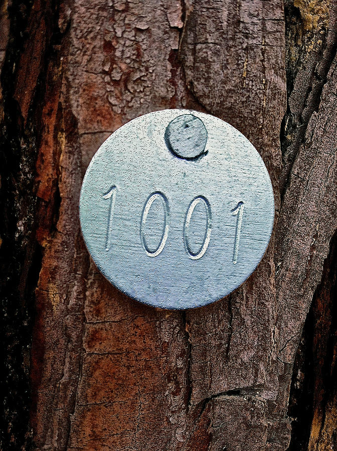 Tree 1001 Photograph by Bill Owen