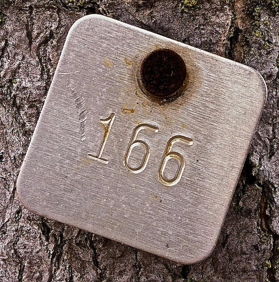 Tree 166 Photograph by Bill Owen