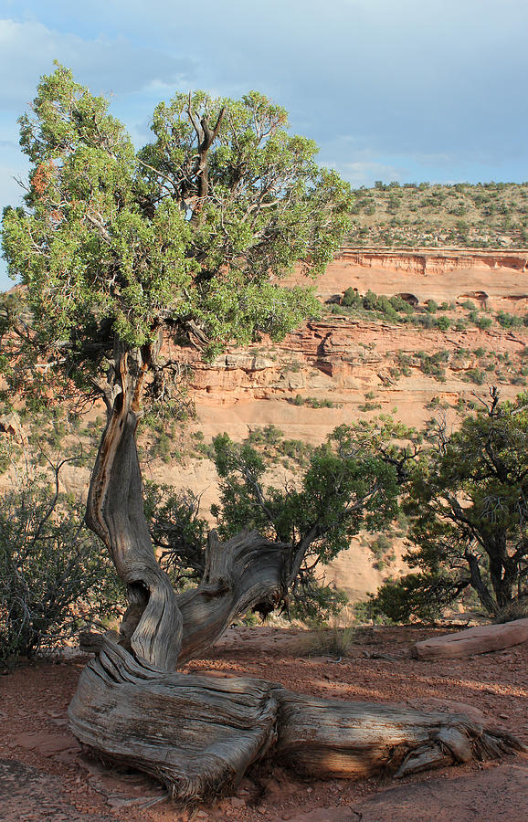 Tree 2 Colorado National Monument Photograph by Mary Bedy