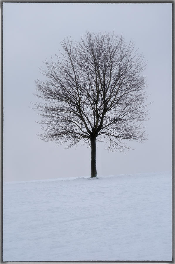 Tree 2 Photograph by Jason Green