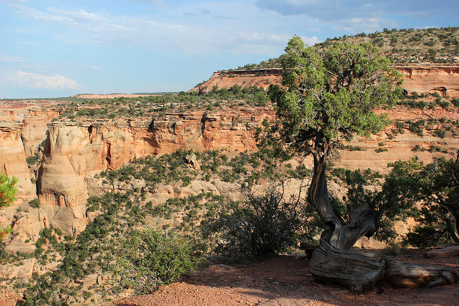 Tree 3 Colorado National Monument Photograph by Mary Bedy