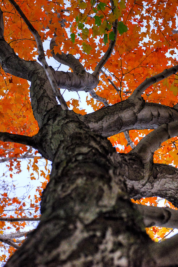 Tree Abstract in Autumn Photograph by Rick Shea