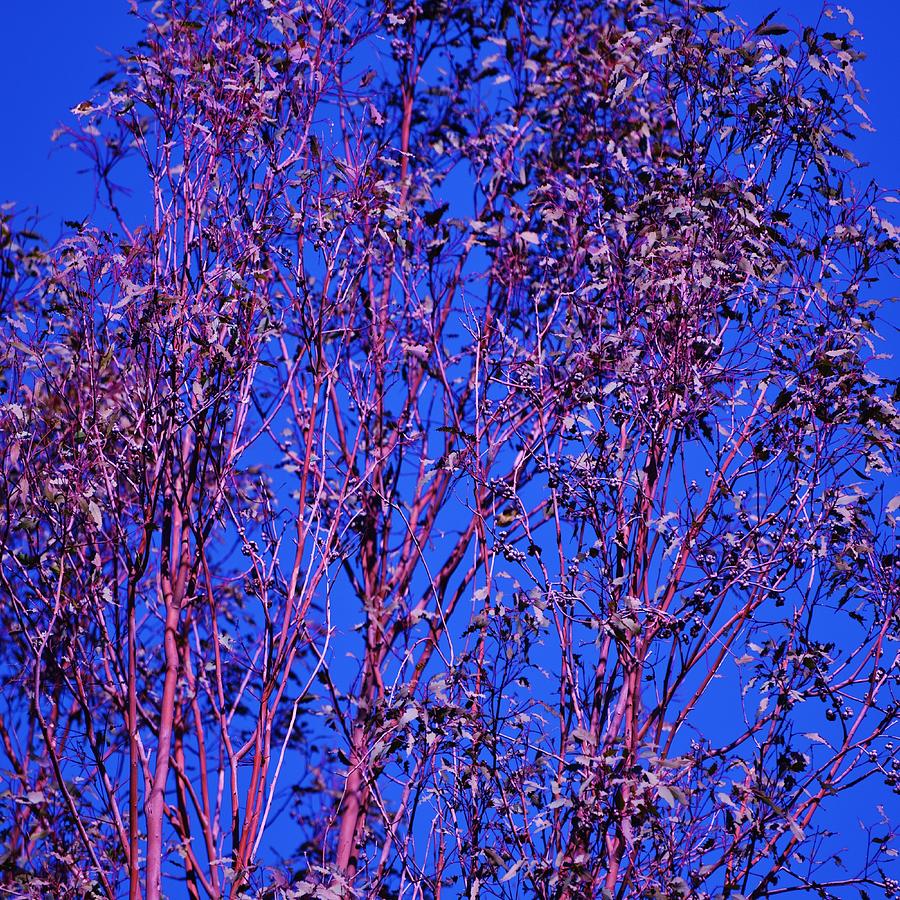 Tree Photograph - Tree Abstract Purple Blue  by Linda Brody
